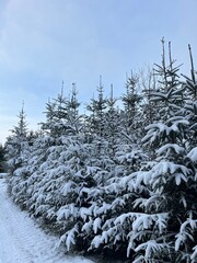 snow covered pine trees