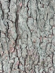 bark of a tree