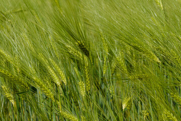 green wheat field