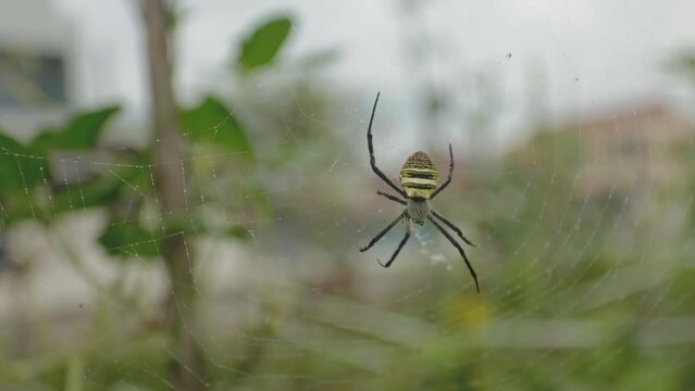 Spiders make webs outdoors