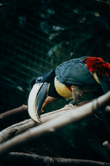 Schwarzkehlarassari (Pteroglossus aracari) in einer Vogelvoliere in einem Tierpark in Berlin © Michael