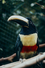 Schwarzkehlarassari (Pteroglossus aracari) in einer Vogelvoliere in einem Tierpark in Berlin