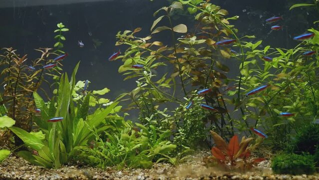 petshop sale nature freshwater dutch style planted aquarium for beginner, green and red healthy aquatic plants grow in gravel substrate soil and produce oxygen, cardinal tetra neon glow, LED light