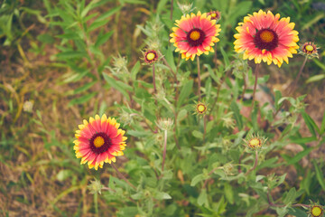 Gailardia ,kwiat,roślina 