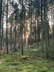 Obraz premium morning in the forest