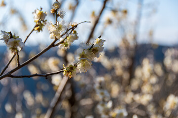 梅の花と青空と山