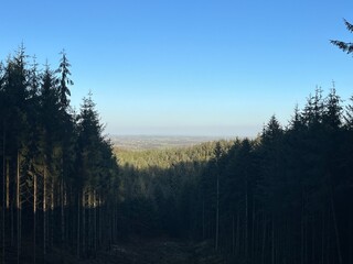 morning in the forest