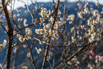 満開の梅の花