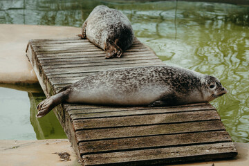Zwei Seehunde (Phoca vitulina) beim Sonnenbad auf einem Steg © Michael
