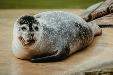 Seehund beim Sonnenbad (Phoca vitulina) auf einem Steg © Michael