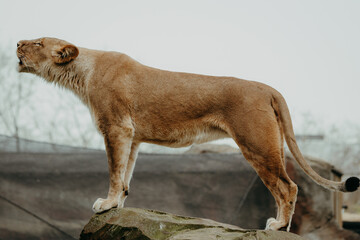 Brüllende Löwin (Panthera leo) auf einem Felsen