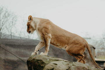 Löwin (Panthera leo) auf einem Felsen