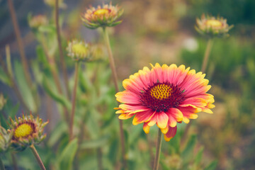 Gailardia ,kwiat,roślina 