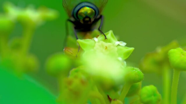 Close up view of bluebottle fly