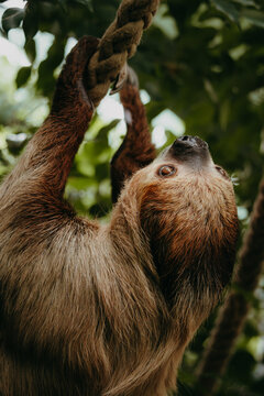Portrait eines Zweifingerfaultiers (Choloepus didactylus)
