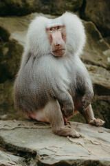 Tierportrait - Männlicher Mantelpavian (Papio hamadryas) in einem Tierpark