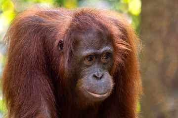 Bornean Orangutan - Pongo pygmaeus, beautiful large popular ape endemic to the island of Borneo, Malaysia.