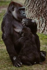 Porträt einer stillenden Gorilla Dame (Gorilla gorilla) mit Jungtier in einem Tierpark in Deutschland
