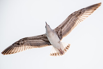 seagull in flight