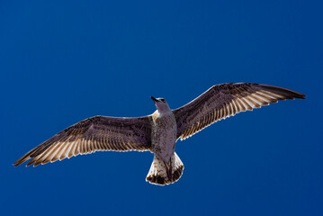 seagull in flight
