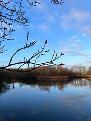 reflection of trees in the water