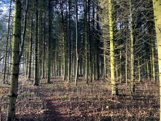 Fototapeta premium autumn forest in the morning