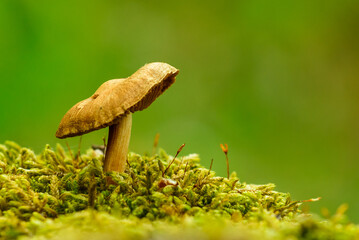 mushroom in the forest