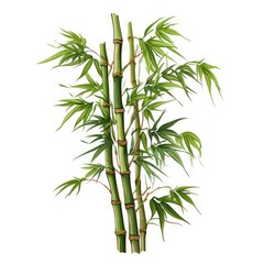 Fototapeta premium Majestic Vector of Tall Trees Against White