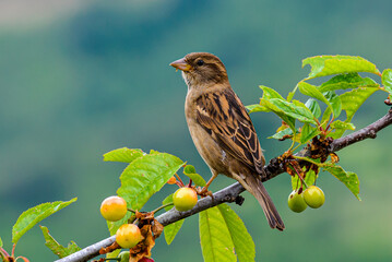 bird on a branch