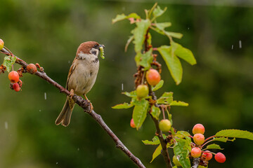 robin on branch