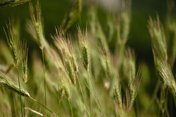 ears of rye close-up