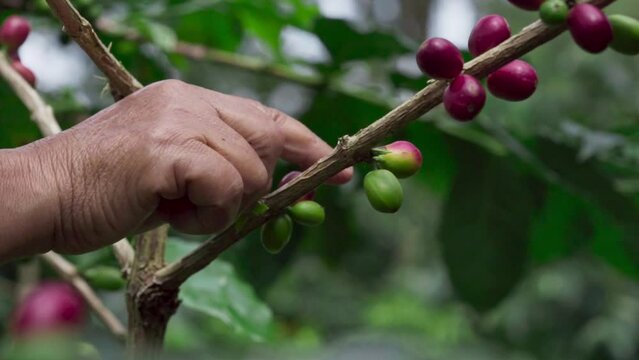 A farmers pick fresh arabica coffee beans