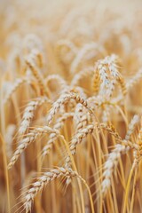 Fototapeta premium Abstract background of golden wheat ear in field