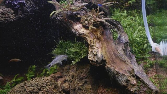 iwagumi ryoboku Amano style nature freshwater planted aquarium aquascape design, diy CO2 bubble help aquatic vegetation growth, cardinal tetra neon glow, silver flying fox clean Java moss, pH balance
