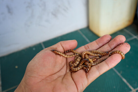 A hand holding a Zophobas morio demonstrates the interaction with this large, darkling beetle larvae commonly used as reptile and bird feed