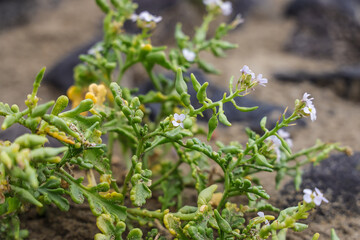  Flowers of sea rocket.  Cakile maritima, sea rocket (Britain and Ireland) or European searocket (North America), is a common plant in the mustard family Brassicaceae.	