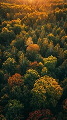 Stunning Aerial View of Lush Autumn Forest at Sunset
