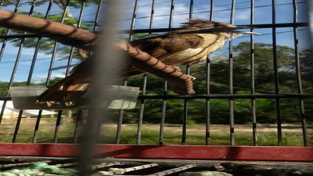 Bearded Empuloh Birds 