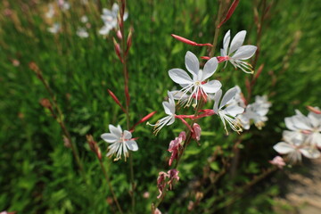 開花した白いヤマモモソウの花