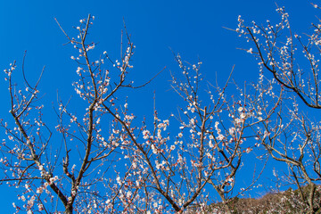 梅の花と青空