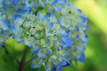 開花した青いアジサイの花