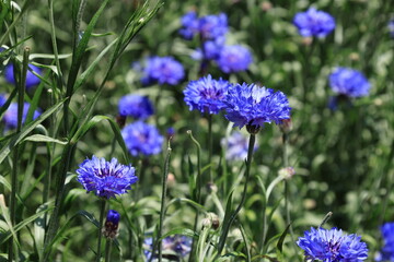 開花した青いヤグルマギクの花