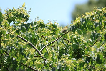 実をつけたシナノキにとまる1匹のメジロ