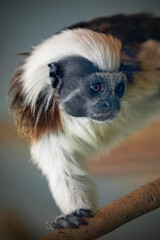 Cotton-top Tamarin