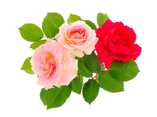 Bouquet of pink and red roses.