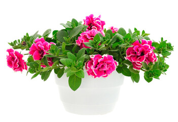 Bouquet of flowers petunia in a pot.