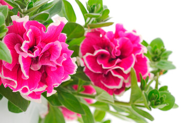 Beautiful flowers petunia.