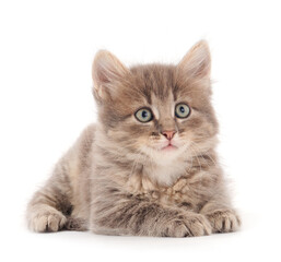 Little gray kitten lies.
