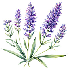 Naklejka premium Lavender Flowers Botanical Illustration in Vintage Watercolor Style - Transparent PNG Background