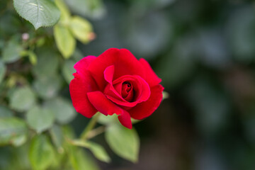 赤いバラのアップ